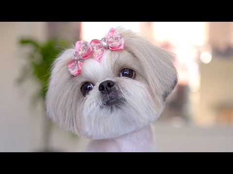 Видео: Спутанная ши-тцу превратилась в принцессу!!🐶❤️