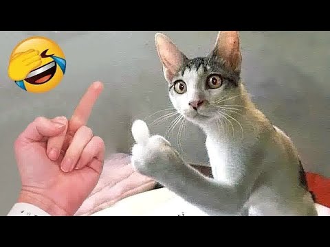 Видео: Попробуй не засмеяться 😂 Самые смешные собаки и кошки 😹🐶 Часть 4