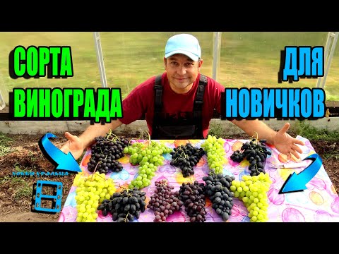 Видео: БЕСПРОБЛЕМНЫЕ СОРТА ВИНОГРАДА ДЛЯ НОВИЧКОВ. НЕПРИХОТЛИВЫЙ ВИНОГРАД. СЕВЕРНЫЙ ВИНОГРАДНИК 22-47