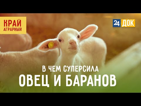 Видео: Овцеводство. Как разводят мясных и молочных овец и баранов? Край аграрный