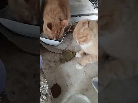 Видео: Каждый день новые проблемы 🤔😺