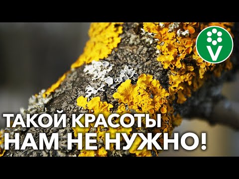 Видео: ВЫ НЕ ЗНАЛИ, ЧЕМ ОПАСНЫ ЛИШАЙНИКИ НА ПЛОДОВЫХ ДЕРЕВЬЯХ! Удаляйте СЕЙЧАС ЖЕ!