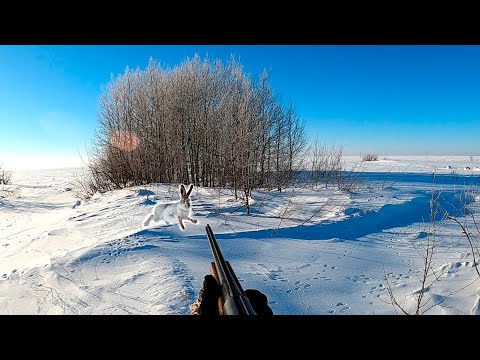 Видео: КРАСИВЫЙ ПОДЪЕМ ЗАЙЦА. ОХОТА НА ЗАЙЦА РУСАКА,