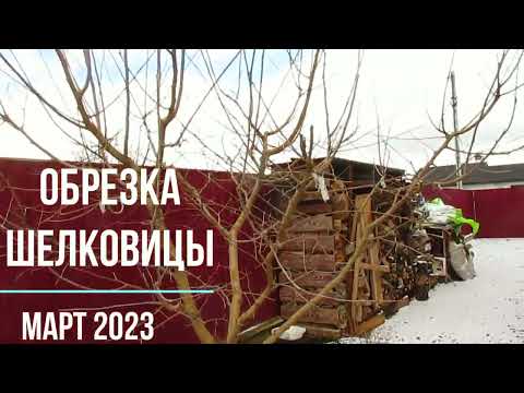 Видео: Обрезка шелковицы.