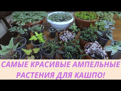 Видео: Ампельные растения для сада. Как сохранить и размножить зимой на новый  сезон Обзор моей коллекции.