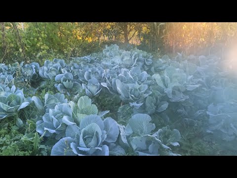 Видео: 🎉🇺🇦У нас перший приморозок...а у вас?❄️
