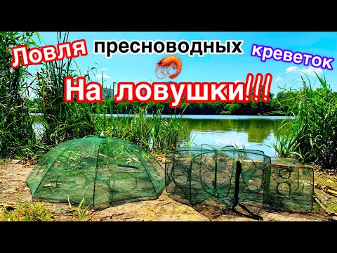 Видео: Ловля пресноводных креветок на три ловушки. Испытание ловушек и приманок. Бюджетный салат цезарь