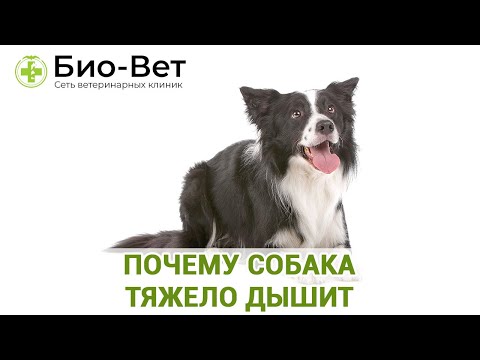 Видео: Почему Собака Тяжело Дышит - Топ 9 Причин // Сеть Ветклиник БИО-ВЕТ