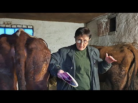 Видео: Первотелка. Трудности доения