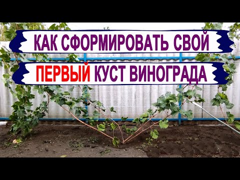 Видео: 🍇 Даже не думай НАЧИНАТЬ ОБРЕЗКУ ВИНОГРАДА пока не УЗНАЕШЬ ЭТО. Как сформировать УРОЖАЙНЫЙ КУСТ.