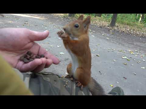 Видео: Незнакомые голодные белки / Unfamiliar hungry squirrels