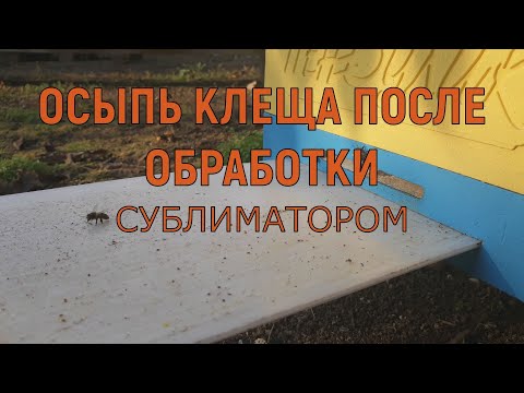 Видео: Сколько осыпалось клеща после обработки пчел сублиматором