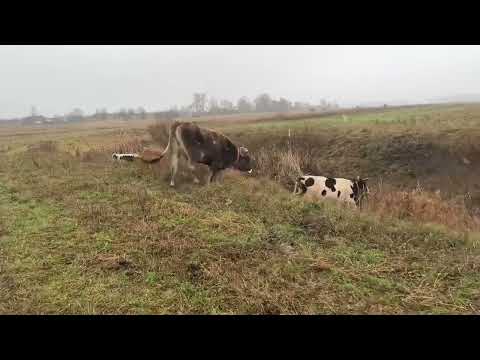 Видео: ЕЩЁ ПАСЕМСЯ . НЕМНОГО НОСТАЛЬГИИ🫶