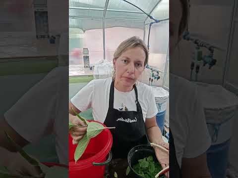 Видео: Зелёное черенкование гортензии. МО Дубна. Подписывайтесь на Телеграм канал Кустики-травинки