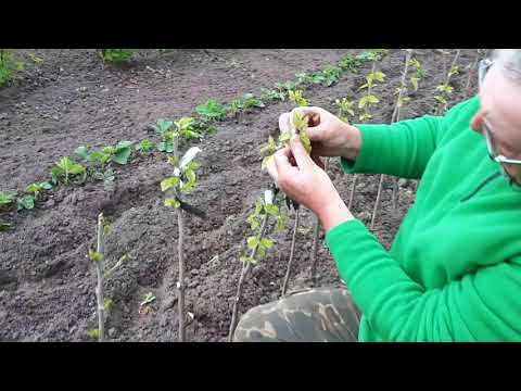 Видео: Шелковица: о некоторых нюансах