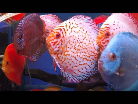 Видео: Дискусы  с птички