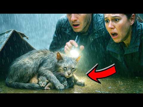 Видео: Кошка-мать закрыла собой котят от ливня... То, что увидели спасатели — РАЗОБЬЁТ ваше сердце!