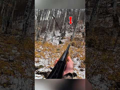 Видео: 🐗 Охота на дикого кабана- вау Удивительно, вот это настоящие охотники#hunting#boarhunting#challenge