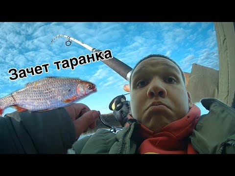 Видео: Осенняя таранка гнёт мне спиннинги | рыбалка осенью на Маныче 