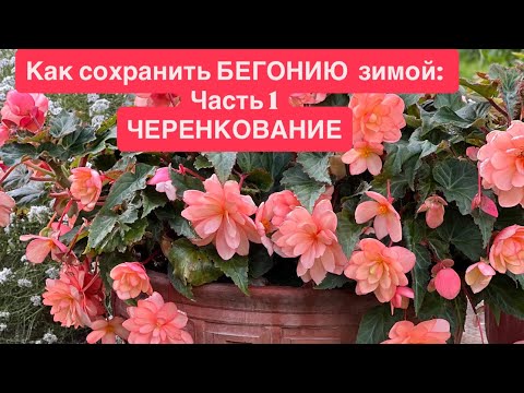 Видео: Бегония зимой: Как сохранить ДВУМЯ способами ❄️ Begonia in winter: how to preserve it in two ways