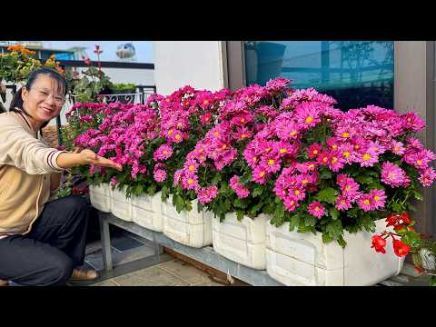 Видео: Идеи для самостоятельного выращивания растений, чтобы обновить балкон и простое размножение цветов