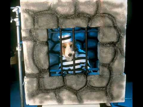 Видео: Собака бывает кусачей.wmv