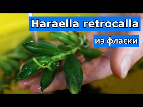 Видео: Haraella retrocalla. Высаживаем из фласки. Весь процесс