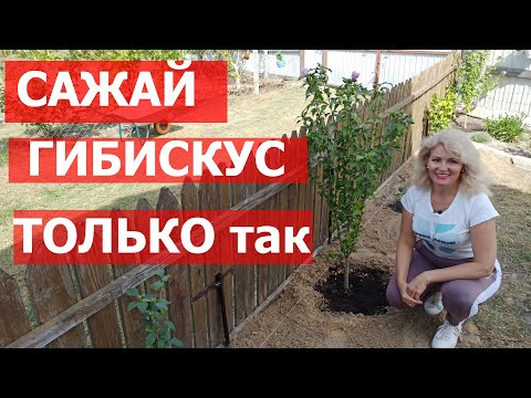 Видео: Как сажать гибискус в ряд. Как правильно посадить гибискус