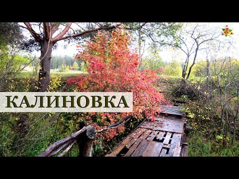 Видео: КАЛИНОВКА - мой новый участок!