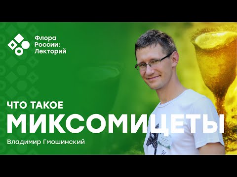 Видео: Что такое миксомицеты и как их изучать? (Владимир Гмошинский)