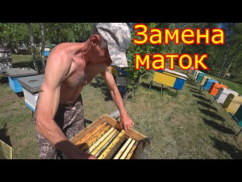 Видео: Замена маток в семьях  КАК МЫ МЕНЯЕМ МАТОК!