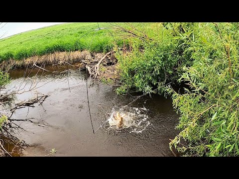 Видео: Эта рыбалка запомнится на всю жизнь. Закинул паук и давай ловить! Сазан, карась, язь. Рыбалка 2022.