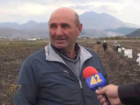 Видео: урожай картофеля в Ахалкалаки продолжается