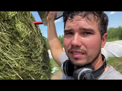 Видео: Прессуем горох, перевозим и обматываем сенаж