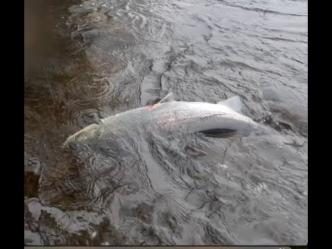 Видео: Ловля лосося в Нижнем Болфраксе на реке Тэй