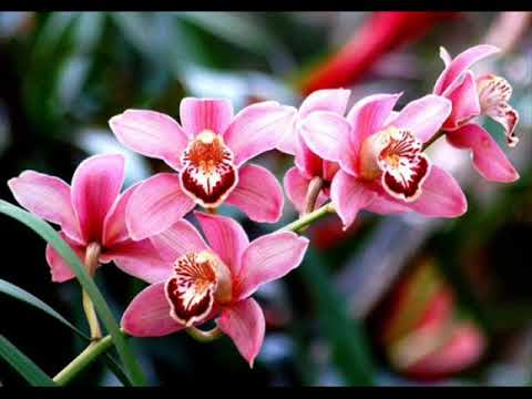 Видео: Луна в Стрельце