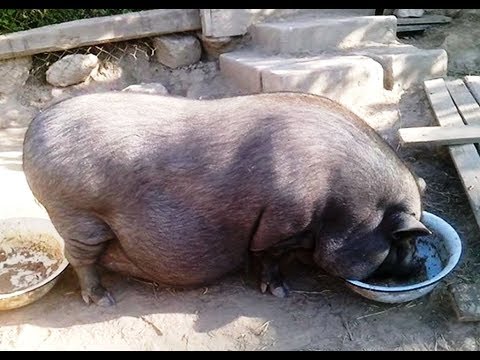 Видео: Вьетнамские свиньи. Предродовой рацион питания свиноматок. Купание.
