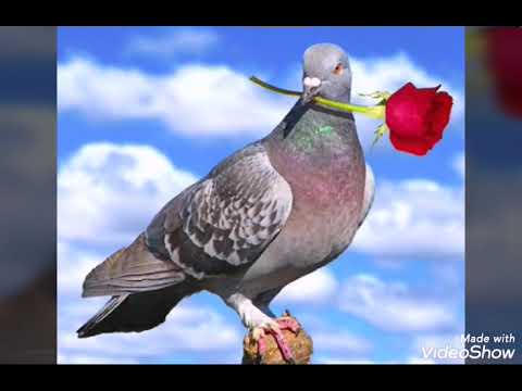 Видео: ёна баленгиро 2019