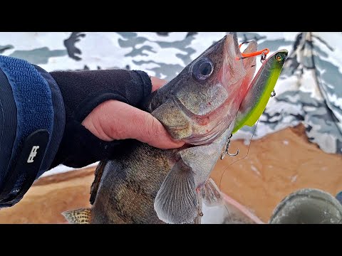 Видео: СМЕНИЛ ПРИМАНКУ И ВОТ РЕЗУЛЬТАТ! Судак и Берш на Виб и Блесну. Зимняя рыбалка.