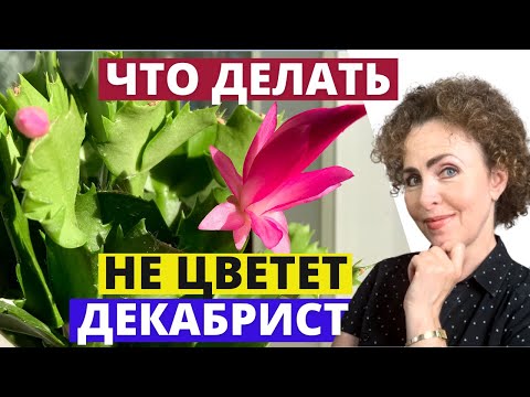 Видео: ДЕКАБРИСТ зацветет 100%, если сделаете это