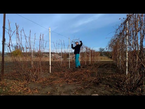 Видео: Виноград 2018 Конец сезона Осенние работы