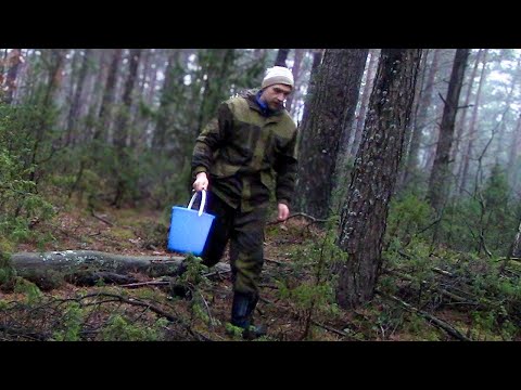 Видео: Этот поход в лес удивил не только меня - Художник в деревне