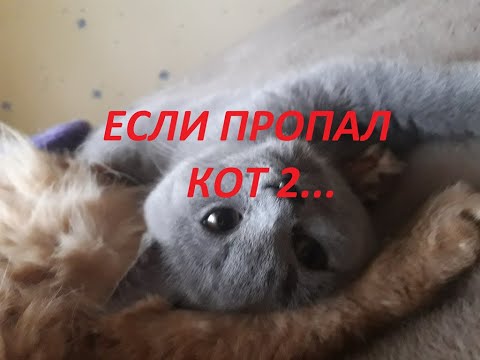 Видео: Если пропал кот...Как сгладить боль утраты?