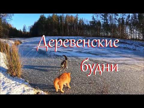 Видео: Заготовка дров в лесу женскими руками. Ремонт вибрационного насоса. Зима на Лесном Хуторе.
