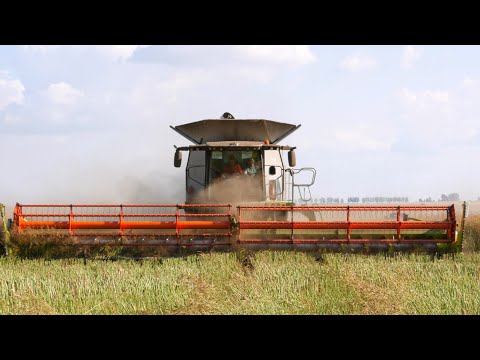 Видео: Уборка рапса / 3x CLAAS Lexion (770, 540C, 560), 2x ПАЛЕССЕ (GS12, GS 12A1), ГАЗ 53, МАЗ 6501 и др./