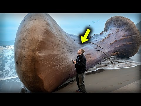 Видео: Это существо вынесло на пляж, изучив его учёные потеряли дар речи…