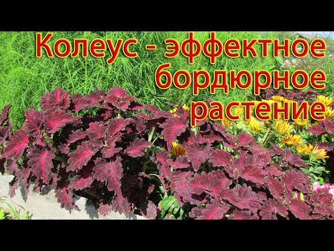 Видео: Модный однолетник для вашей клумбы. Колеус - выращивание и уход