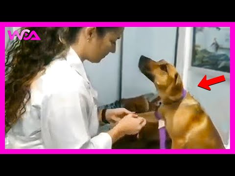 Видео: 🐶 Очаровательные собаки, которые прерывают собственные осмотры у ветеринара 🤣 | Самые забавные ре...