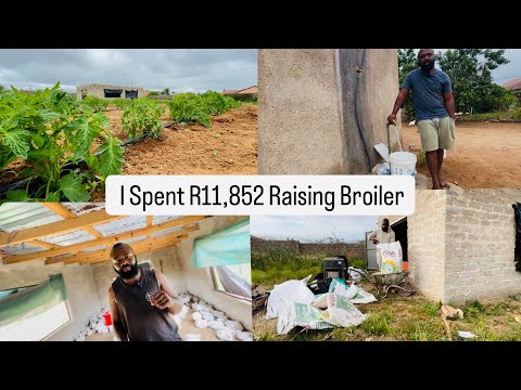 Видео: Я потратил 11 852 ранда на выращивание цыплят-бройлеров за 5 недель! 🐓💰 | Расчёт затрат