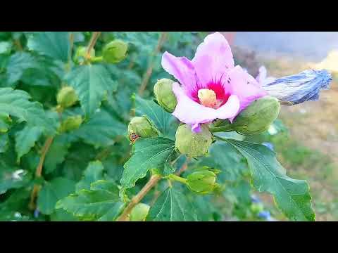 Видео: Есик. Экскурсия по городу. Улица Абая. От центра-до акимата.